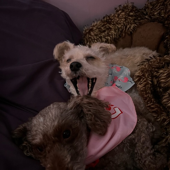 Meet your Posher, Miss Honey - Picture 6 of 13